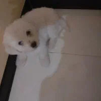 سگ بسیار خوشگل