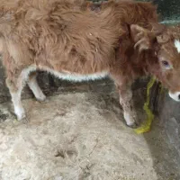 سه عدد گوساله ماده