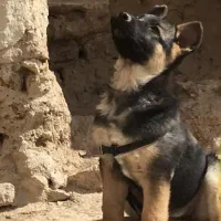سگ ژرمن
