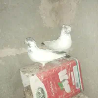 کفتر پرشی|پرنده|شاهین‌شهر, حاجی آباد|دیوار