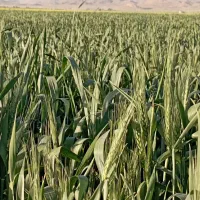 آبیار جهت کشاورزی