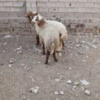 گوسفند فقط برای داشت