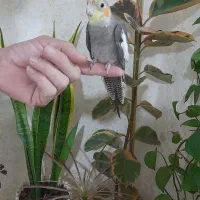 عروس هلندی نر|پرنده|رشت, کوی مهر|دیوار