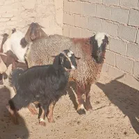 بره نر|حیوانات مزرعه|ارسنجان, |دیوار