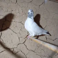 کفتر فروشی|پرنده|مینودشت, |دیوار