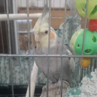 عروس هلندی نر فول رام و دستی و پرحرف