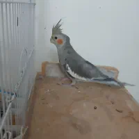 اروس هلندی نر