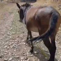 اسب باری درجه یک