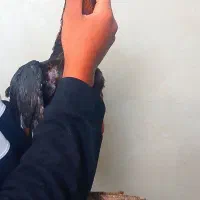 دوعدد مرغ لاری تضمین نصل