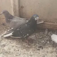 چندعدد کبوتر تهرانی و پر|پرنده|فرخ‌شهر, |دیوار