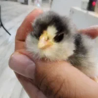 تخم مرغ و جوجه گلین