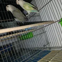 طوطی برزیلی