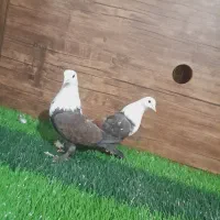 کبوتر سر سفید و سینه ای