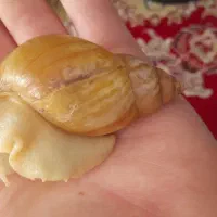 حلزون|خزنده|شیروان (خراسان), |دیوار