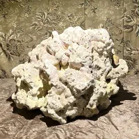 مرجان آکواریوم بزرگ و ماهی ماده فایتر