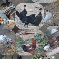 مرغ محلی تخمگذار جوون درجه یک
