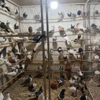 کبوتر|پرنده|قم, کلهری|دیوار