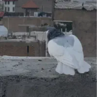 کفتر شهری یال سبز نر و یال سبز گلدار  ماده|پرنده|شیراز, ارم|دیوار