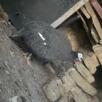 مرغ شاخ دار