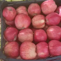 سیب  قرمز آبدار قوچان