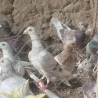 خطدار نر