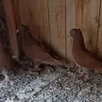 ۷عدد رواعب جوجه هم توش است دون خور است