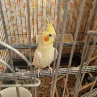 عروس هلندی بالغ