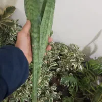 گل آپارتمانی رایگان گل سانسوریا هدیه و رایگان