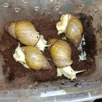 چهار عدد حلزون اناچیتا بهداشتی