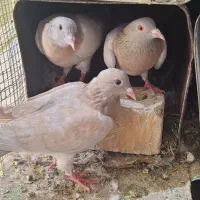 تعدادی کبوتر سوسنی سینه ترنجی وتعدادی شهری