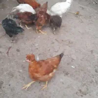 فروش جوجه بوقلمون  جوجه مرغ ۳ ماهه|حیوانات مزرعه|اسالم, |دیوار