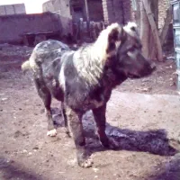 واگذاری سگ