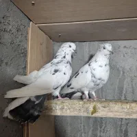 کبوتر سار|پرنده|مشهد, شهرک شیرین|دیوار