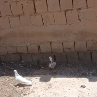 کبوتر