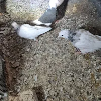 جوجه و کلنه|پرنده|نیشابور, ابراهیم ادهم|دیوار