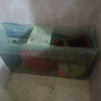 اکواریم ماهی