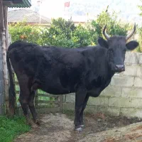 گاو دورگ محلی ۸ماه آبستن گوساله لیشه ورزا|حیوانات مزرعه|تالش, هشتپر|دیوار