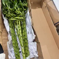 بامبو|گل و گیاه طبیعی|شیراز, کوشک بیدک|دیوار