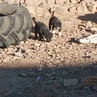 توله سراب و قدرجونی