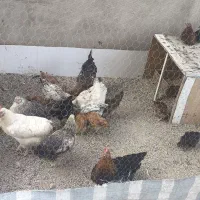 مرغ تخم گذار