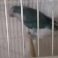 ماده راهب ابی