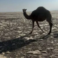 بلبون ماده