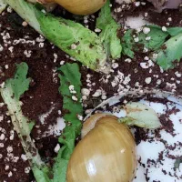 حلزون البینو|خزنده|تهران, مشیریه|دیوار