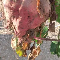 چغندر  قرمز مخصوص دام