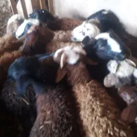 بره نر|حیوانات مزرعه|تاکستان, |دیوار