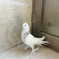 فروش کبوتر