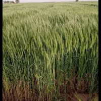 زمین کشاورزی اجاره داده میشود|اجارهٔ دفتر صنعتی، کشاورزی، تجاری|آبیک, |دیوار