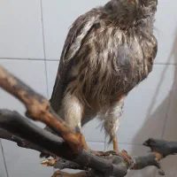 مجسمه.|مجسمه، تندیس، ماکت|تهران, باغ فیض|دیوار