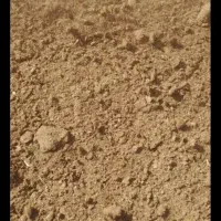 بار گاو کود گاو