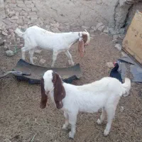 دو عدد کهره داشتی نمایشی|حیوانات مزرعه|هامون, |دیوار